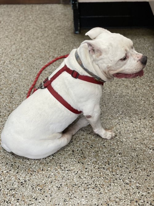 GUNTHER - American Bulldog / American Pit Bull Terrier for adoption in Columbia