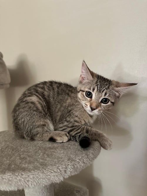 MATZA - Domestic Short Hair available for adoption