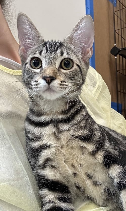 RIZZO - Domestic Short Hair available for adoption