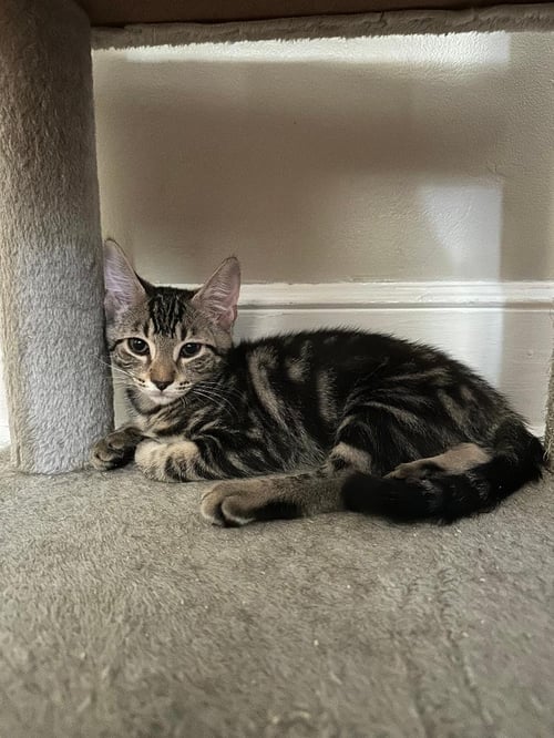 RIZZO - Domestic Short Hair available for adoption