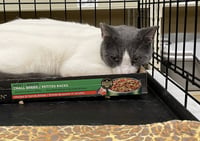 Bosco - Photo 4