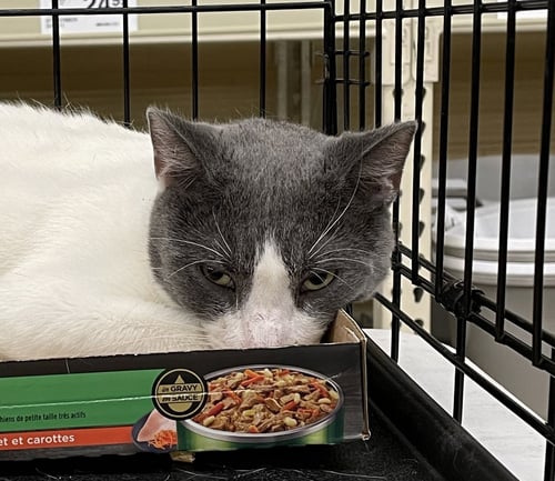 BOSCO - Domestic Short Hair available for adoption