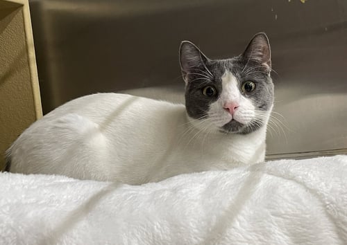 BOSCO