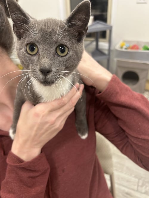 NICKEL - Domestic Short Hair / Tuxedo available for adoption