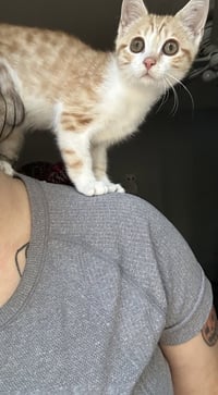 Feisty Potato - Photo 2