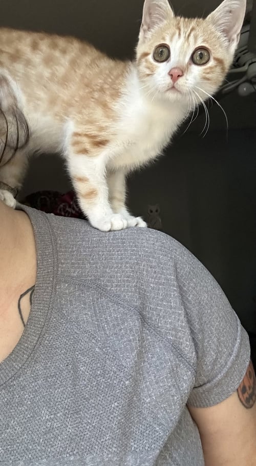FEISTY POTATO - Domestic Short Hair / Tabby available for adoption