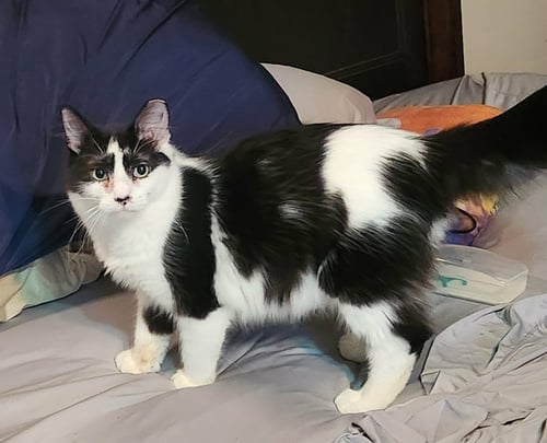 FRANCES - Domestic Long Hair available for adoption