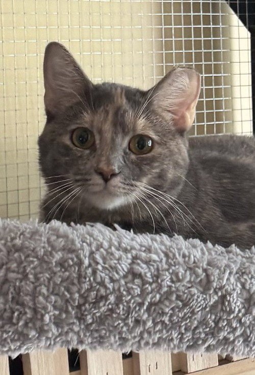 LILO - Dilute Tortoiseshell / Domestic Short Hair available for adoption