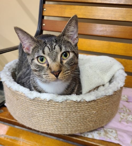 IAN - Domestic Short Hair / Tabby available for adoption