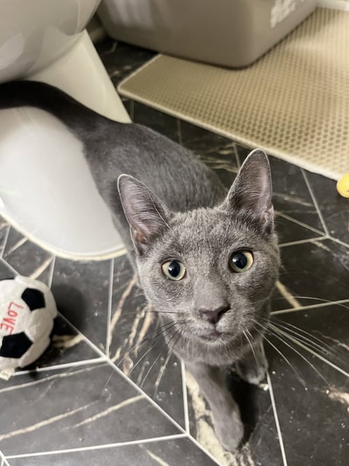 SHABELO - Domestic Short Hair / Russian Blue available for adoption