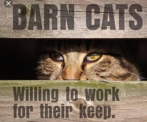 BARN CATS - Domestic Short Hair for adoption in Columbia