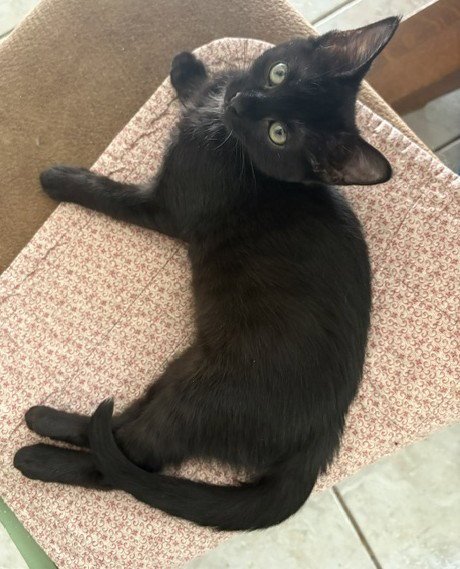 STARLING - Domestic Short Hair available for adoption