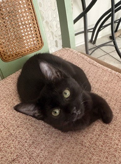 STARLING - Domestic Short Hair available for adoption