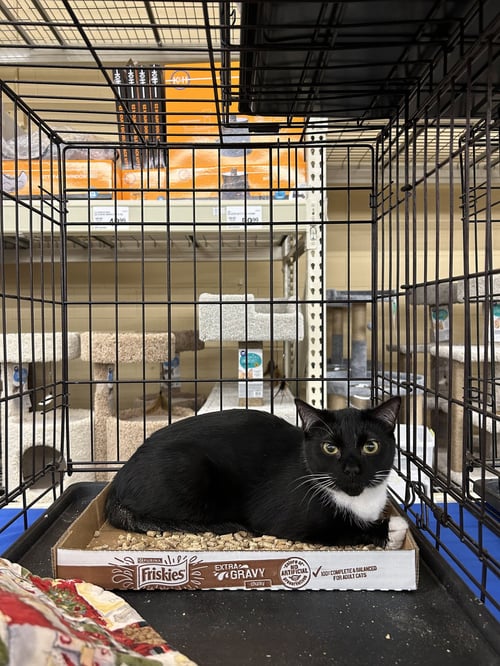 BLEVINS - Tuxedo / Domestic Short Hair for adoption in Columbia