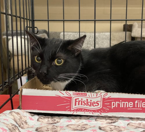 BLEVINS - Tuxedo / Domestic Short Hair available for adoption