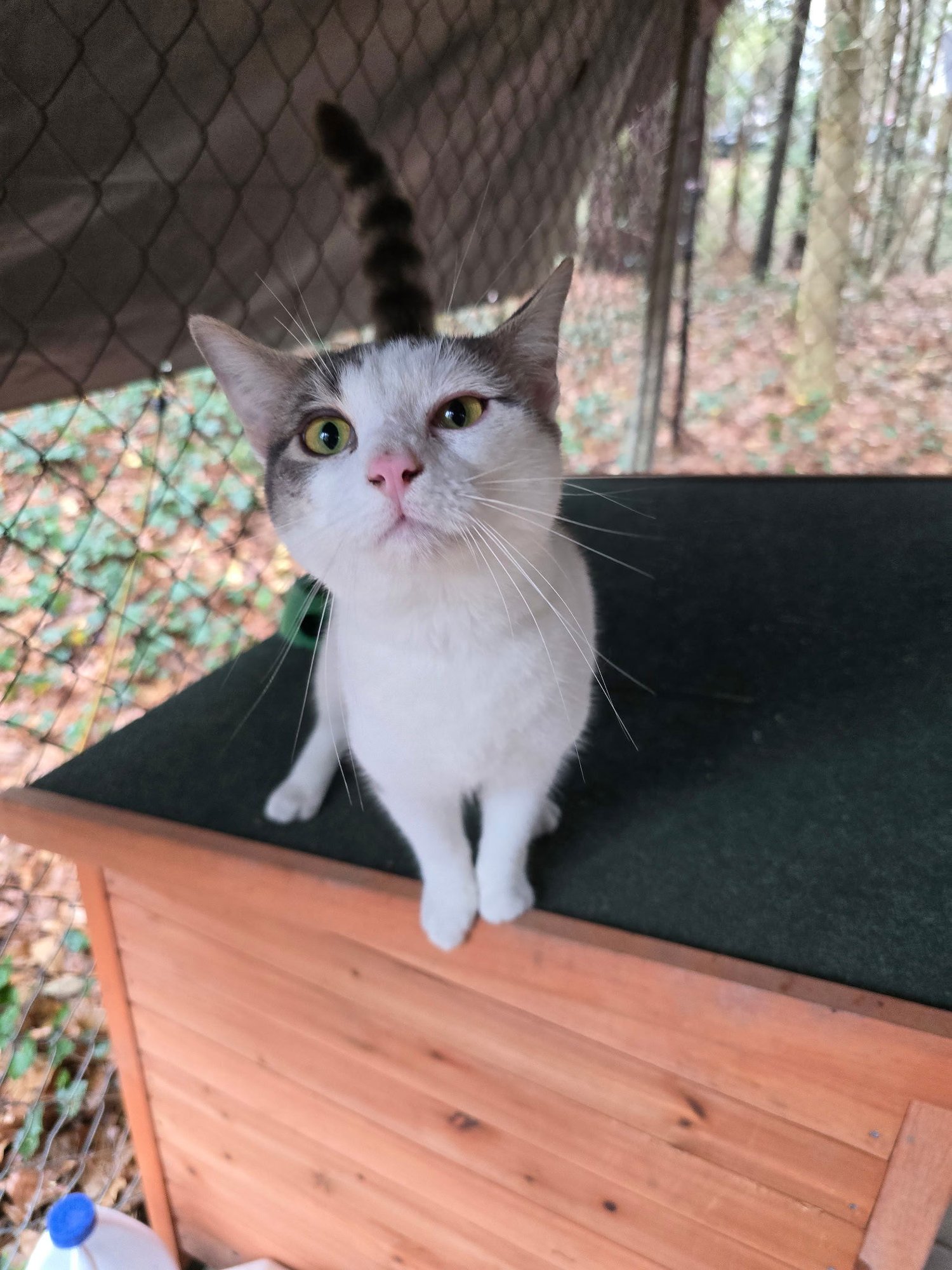 NOAH - Domestic Short Hair / Tabby available for adoption