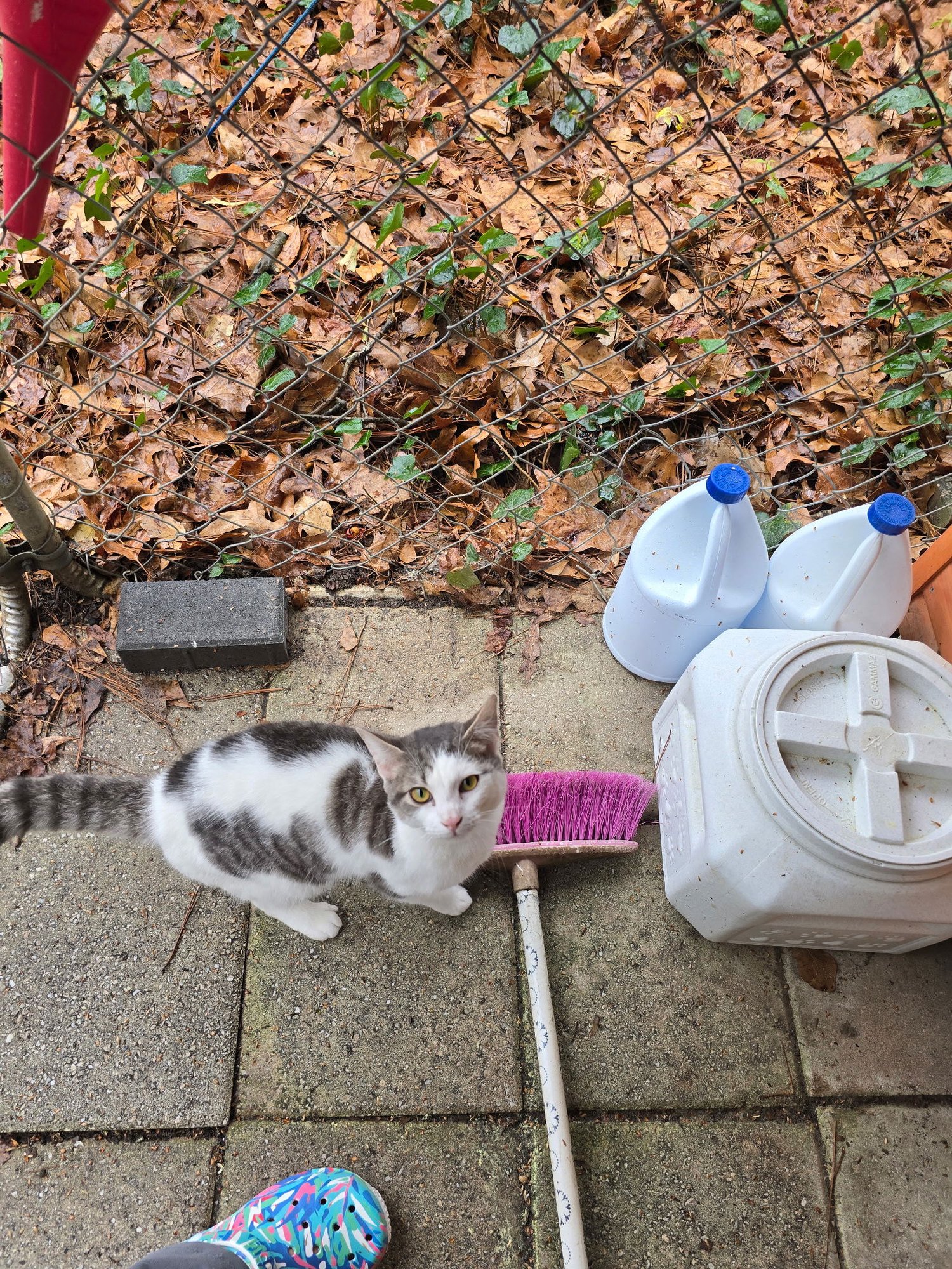 NOAH - Domestic Short Hair / Tabby available for adoption