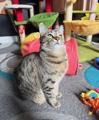 Tabatha - Photo 4
