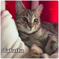 Tabatha - Photo 2