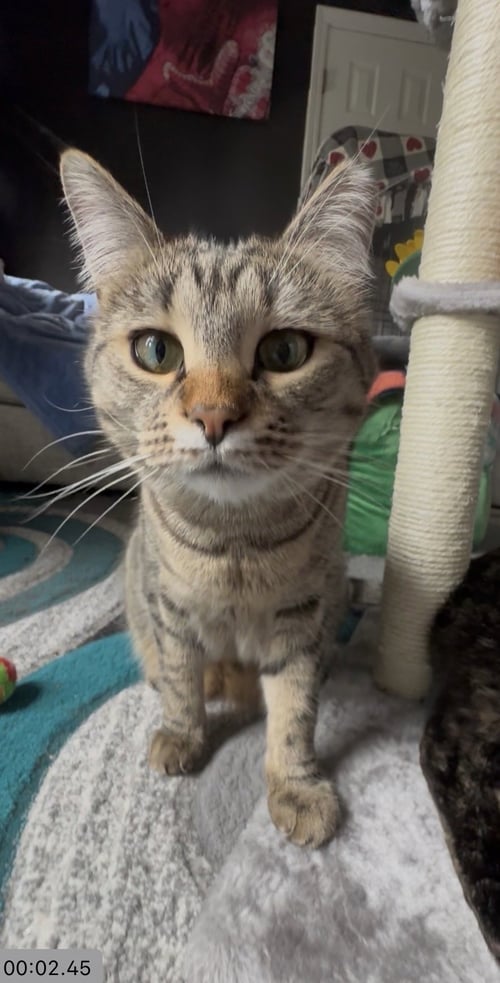 TABATHA - Tabby / Domestic Short Hair for adoption in Columbia
