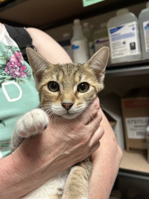 PIER - Domestic Short Hair / Tabby available for adoption