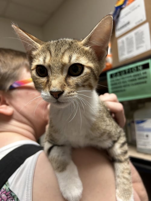 PIER - Domestic Short Hair / Tabby available for adoption