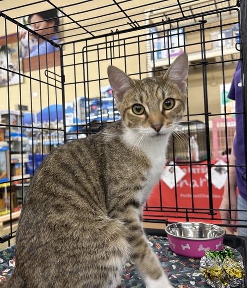 PIER - Domestic Short Hair / Tabby available for adoption