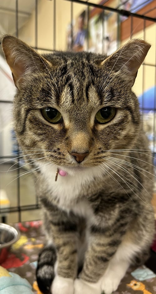 NANCE - Domestic Short Hair / Tabby for adoption in Columbia