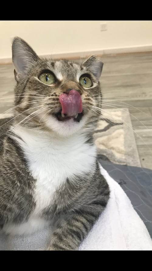 NANCE - Domestic Short Hair / Tabby available for adoption