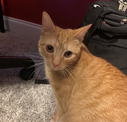 SPICE - Tabby available for adoption