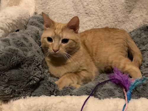 SPICE - Tabby for adoption in Columbia