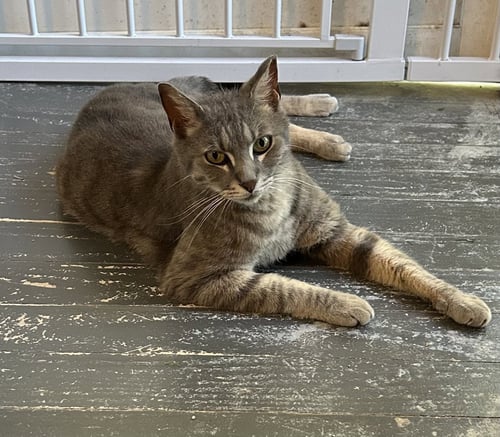 ROLPHY - Tabby / Domestic Short Hair available for adoption