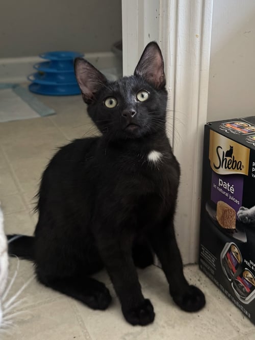 GRADY - Domestic Short Hair available for adoption