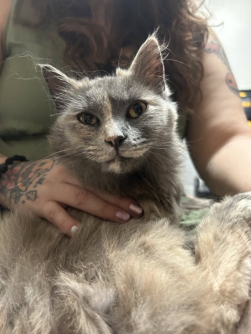 DOVE - Domestic Medium Hair / Dilute Tortoiseshell available for adoption