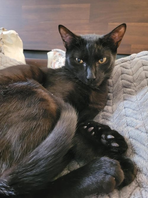 CHARCOAL - Domestic Short Hair available for adoption