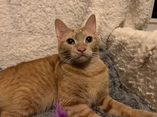 SUGAR - Tabby for adoption in Columbia