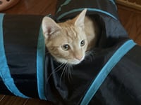 Sugar - Photo 5