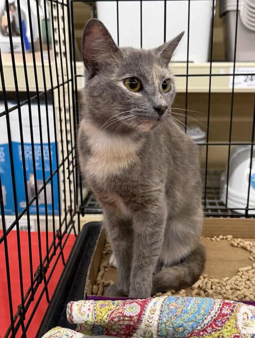 WANDA - Dilute Tortoiseshell / Domestic Short Hair available for adoption