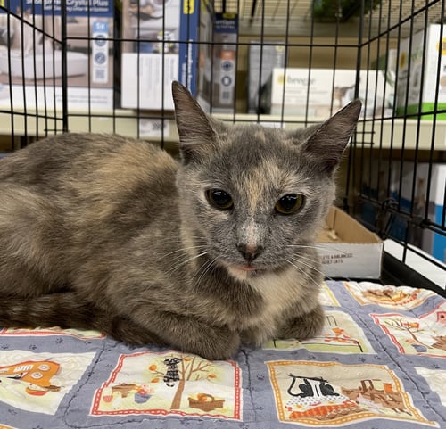 WANDA - Dilute Tortoiseshell / Domestic Short Hair available for adoption