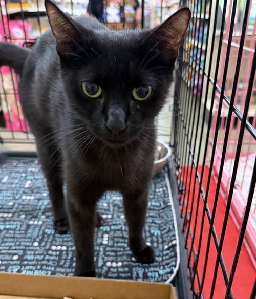 ARETHA - Domestic Short Hair available for adoption