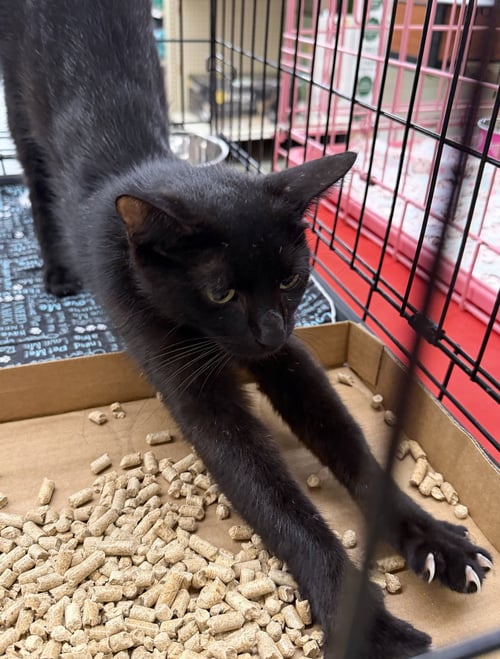 ARETHA - Domestic Short Hair available for adoption