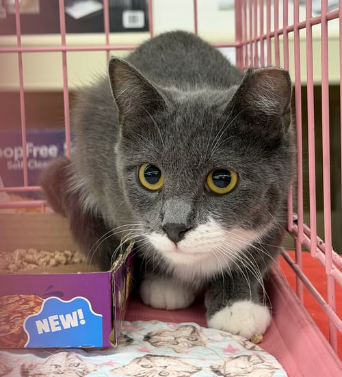 LIZA - Tuxedo / Domestic Short Hair available for adoption