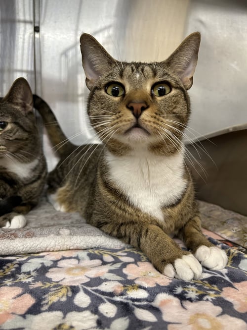 IKE - Domestic Short Hair / Tabby available for adoption
