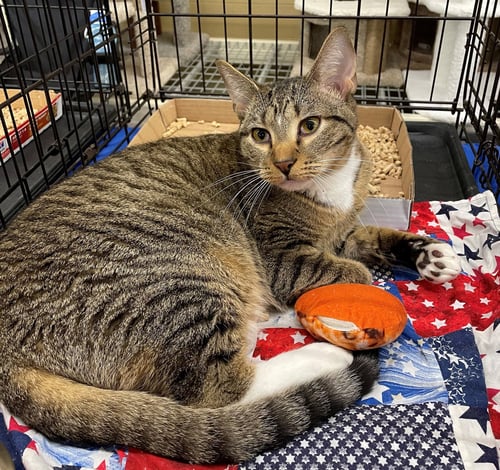 IKE - Domestic Short Hair / Tabby available for adoption