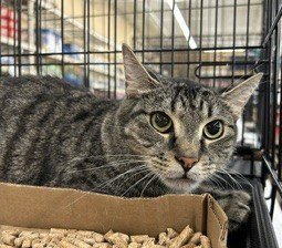 WIL - Tabby available for adoption