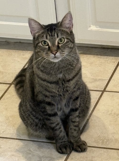 WIL - Tabby available for adoption