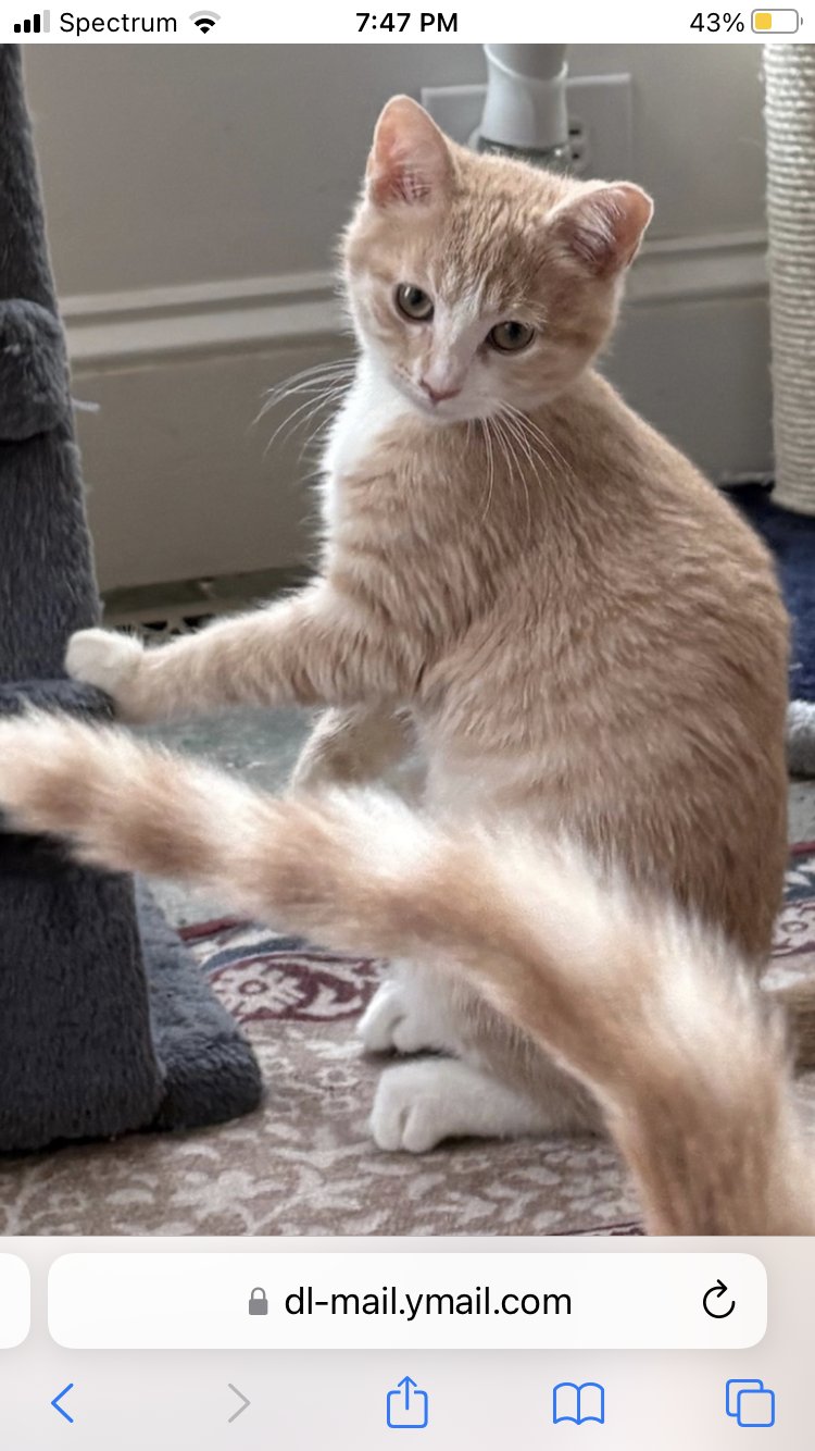 PUMPKIN - Tabby / Domestic Short Hair available for adoption