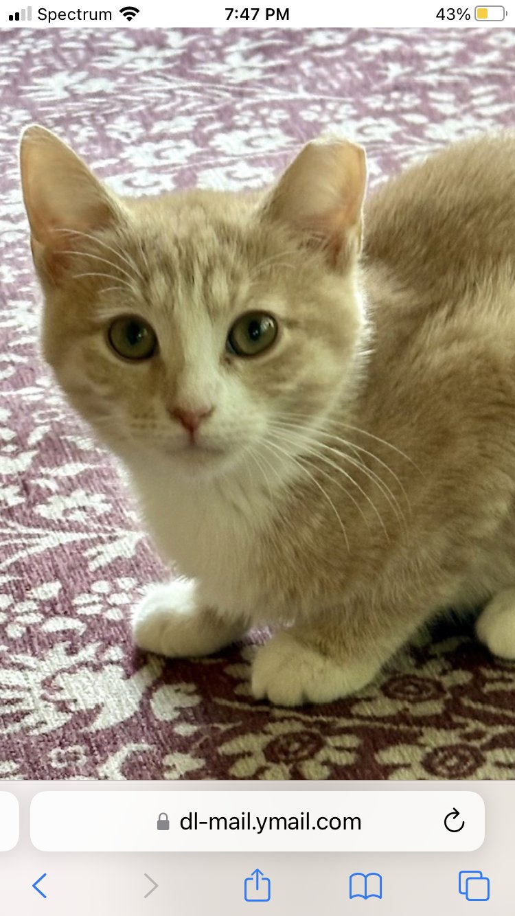 PUMPKIN - Tabby / Domestic Short Hair available for adoption