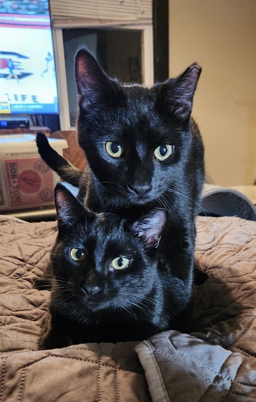 WILBUR & ORVILLE - Domestic Short Hair available for adoption