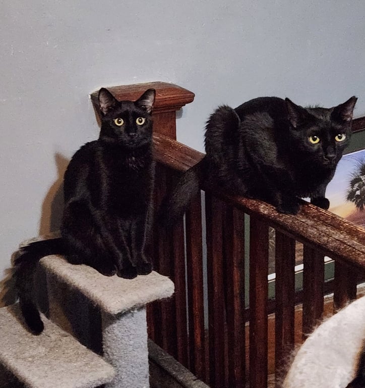 Wilbur & Orville Image